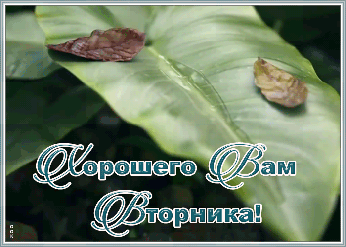 Картинка живая открытка с вторником