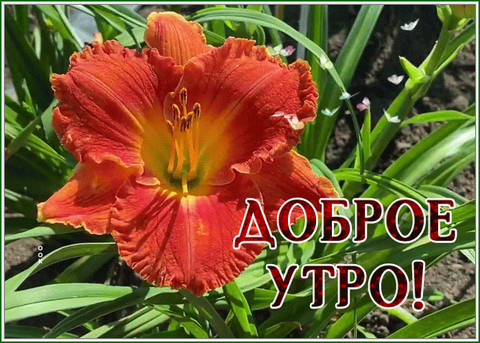 Postcard живая открытка доброе утро с ярким цветком