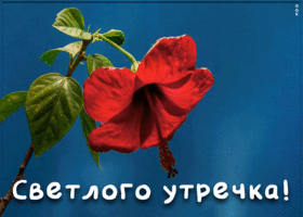 Картинка анимационная картинка доброе утро