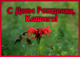 Открытка анимационная картинка с днем рождения коллеге женщине