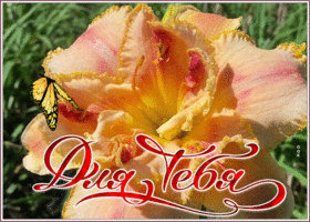 Картинка анимационная открытка с лилиями