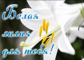 Открытка анимация с белой лилией для тебя