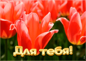 Картинка анимация с красными тюльпанами