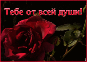 Картинка анимация с розой от души