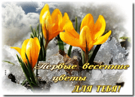 Postcard благородная гиф-открытка с первыми весенними цветами