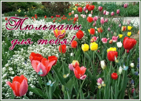 Postcard блескучая гиф-открытка, дарю тебе тюльпаны в этот прекрасный день