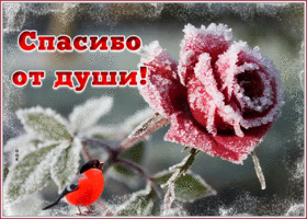 Картинка блестящая картинка спасибо от души с розой