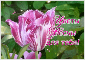 Открытка чудесная открытка с тюльпаном