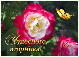 Картинка чудесная открытка с вторником