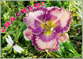 Открытка чудесная открытка спасибо