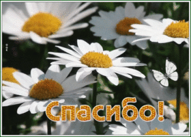 Картинка чудесная открытка спасибо с ромашками