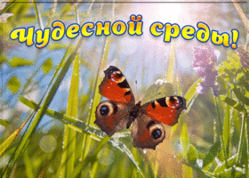 Картинка чудесной среды желаю от души