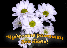 Открытка чудесные ромашки для тебя