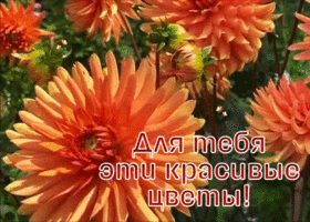 Postcard чудесная картинка для тебя эти красивые цветы