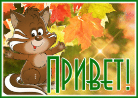 Picture чудесная картинка привет с енотом