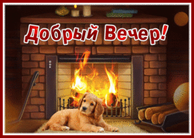 Picture чудесная открытка добрый вечер с щенком