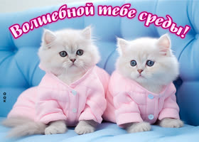 Postcard чудесная открытка с котиками волшебной тебе среды