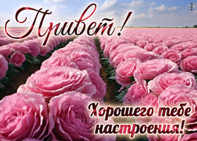 Postcard чудесная открытка хорошего тебе настроения