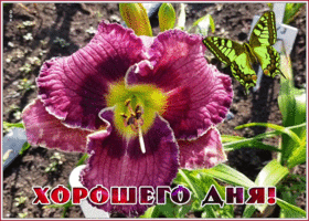 Картинка дивная открытка хорошего дня