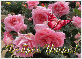 Postcard доброе утро