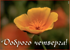 Картинка доброго четверга