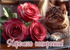 Postcard душевная гиф-открытка, хорошего настроения от котика