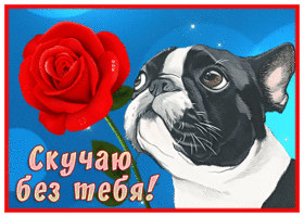 Picture душевная картинка скучаю без тебя с собачкой и розой