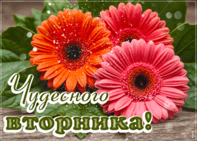 Postcard душевная открытка, уютного вторника