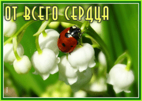 Открытка душевная открытка с ландышами