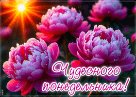 Picture гармоничнейшая гиф-открытка, эти пионы для прекрасного понедельника