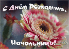 Картинка гиф картинка с днем рождения начальнице