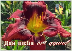 Открытка гиф картинка с лилиями