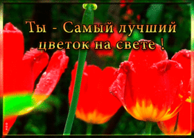 Картинка гиф картинка с тюльпанами