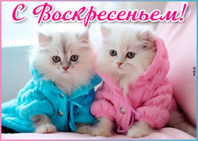 Postcard идеальная открытка с котиками с воскресеньем!