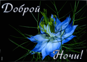 Картинка интересная картинка спокойной ночи
