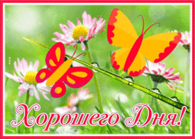 Picture интересная картинка хорошего дня с бабочками