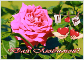 Picture интересная открытка для любимой с цветком