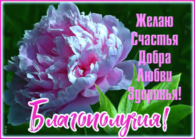 Открытка интересная открытка с пионами