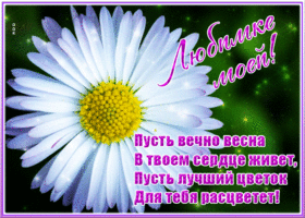 Открытка интересная открытка с ромашкой