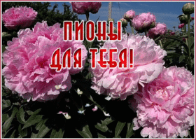 Открытка интересная открытка с цветами