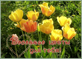 Открытка интересная открытка с тюльпанами