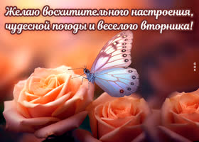 Postcard исключительная открытка желаю веселого вторника