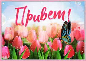 Картинка изумительная открытка привет