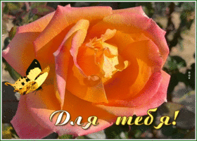 Postcard изысканная открытка с бабочкой и розочкой для тебя.