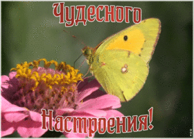 Открытка картинка чудесного настроения