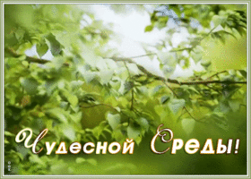 Картинка картинка чудесной среды