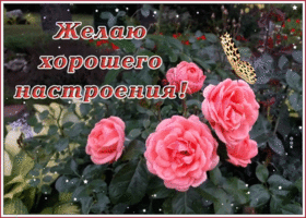 Картинка картинка для хорошего настроения с цветами