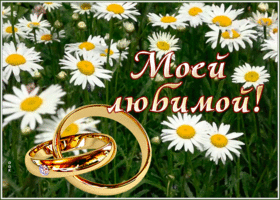 Picture картинка для моей любимой с ромашками