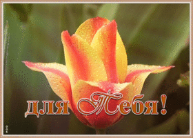 Открытка картинка для моей подруги