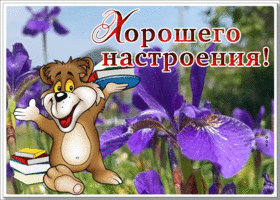 Picture картинка для хорошего настроения с ирисами